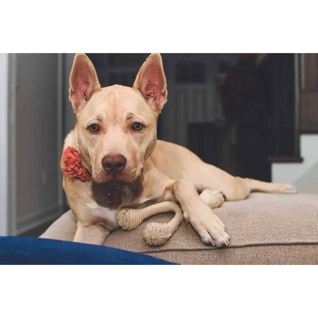 Tough Dog Chew Beef A64721