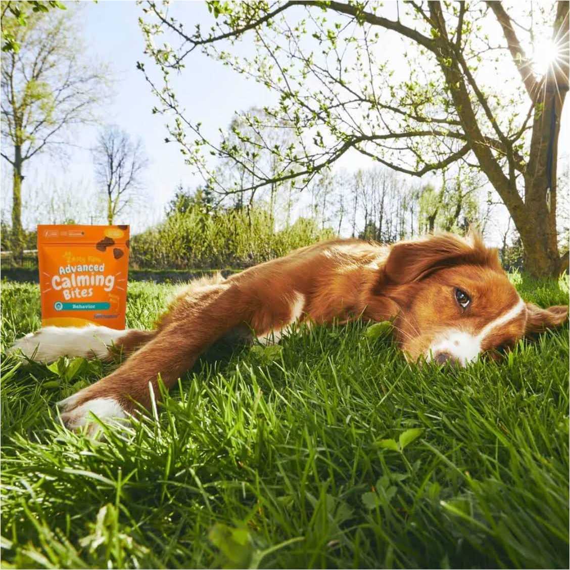 Calming Bites for Dogs C8592