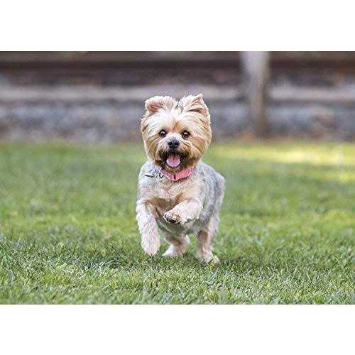 Small Breed Dry Dog Food Turkey L626084