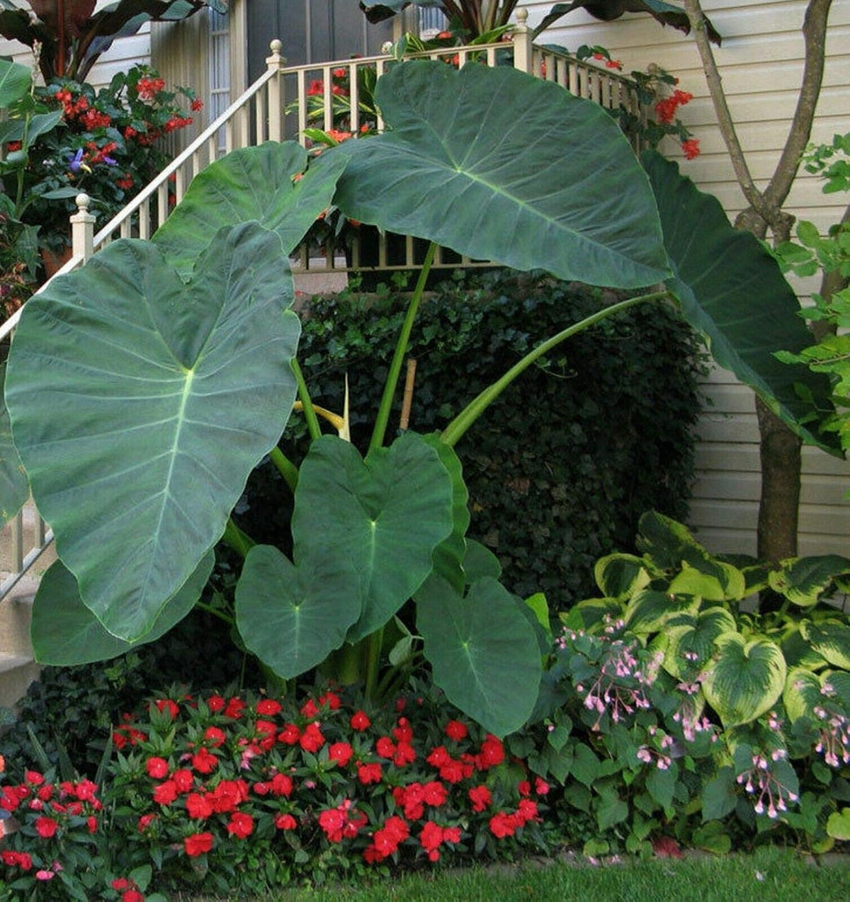 Colocasia gigantea Thailand Giant Thai Giant Elephant Ear Huge Leaf Live Bulbs P39454