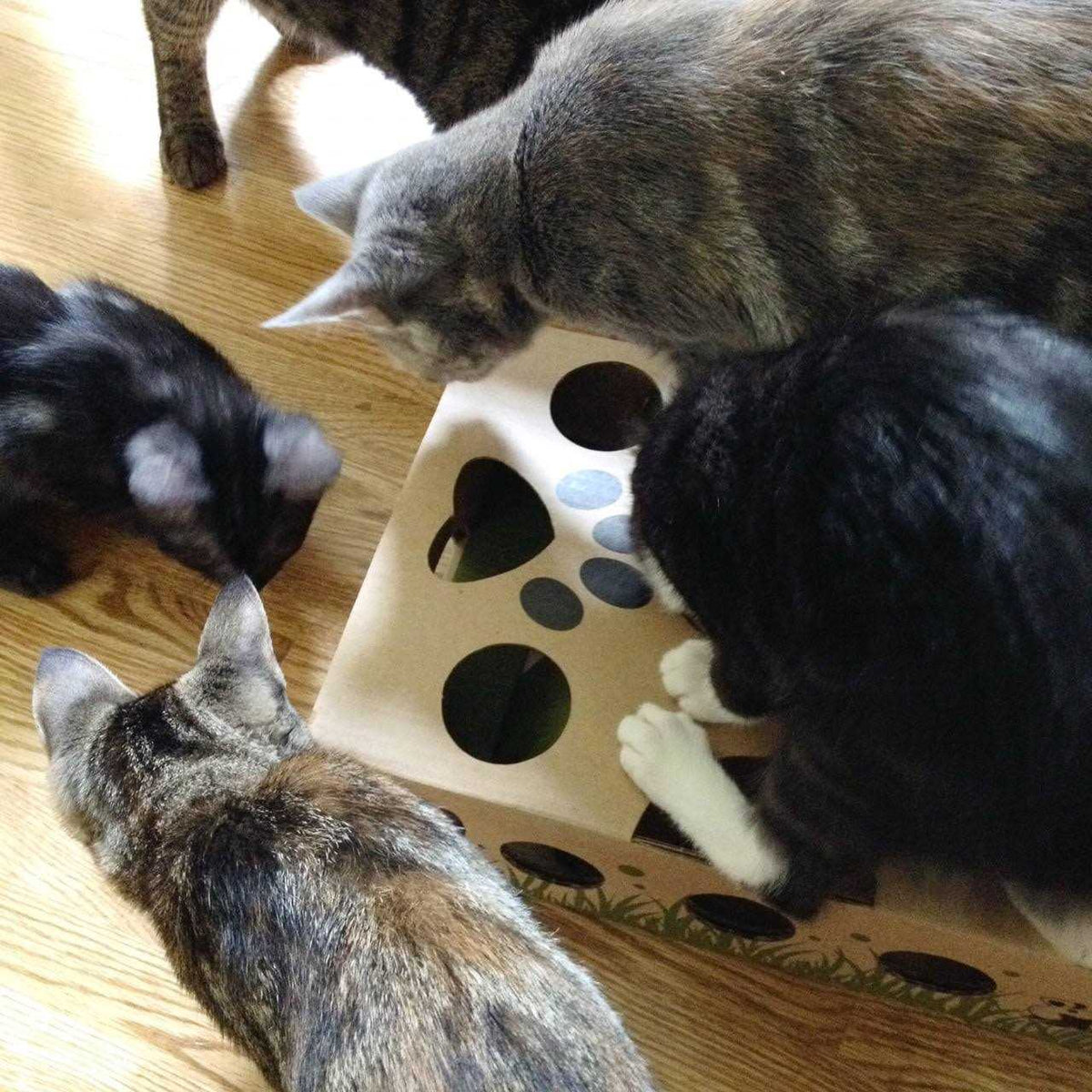 Interactive Cat Treat Maze Puzzle Feeder E797