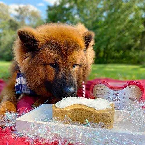 Dog Birthday Cake Kit P54214