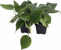 2 Plants - Heart Leaf Philodendron - 3" Pots E64068