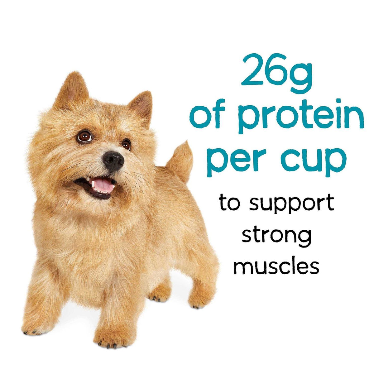 Beef Dry Dog Food K90677