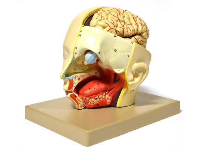Human Head Brain Model, Removable, 3 Part X343185
