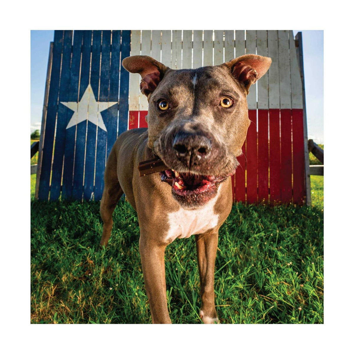 Chicken Flavor Grain-Free Dog Treats T84240