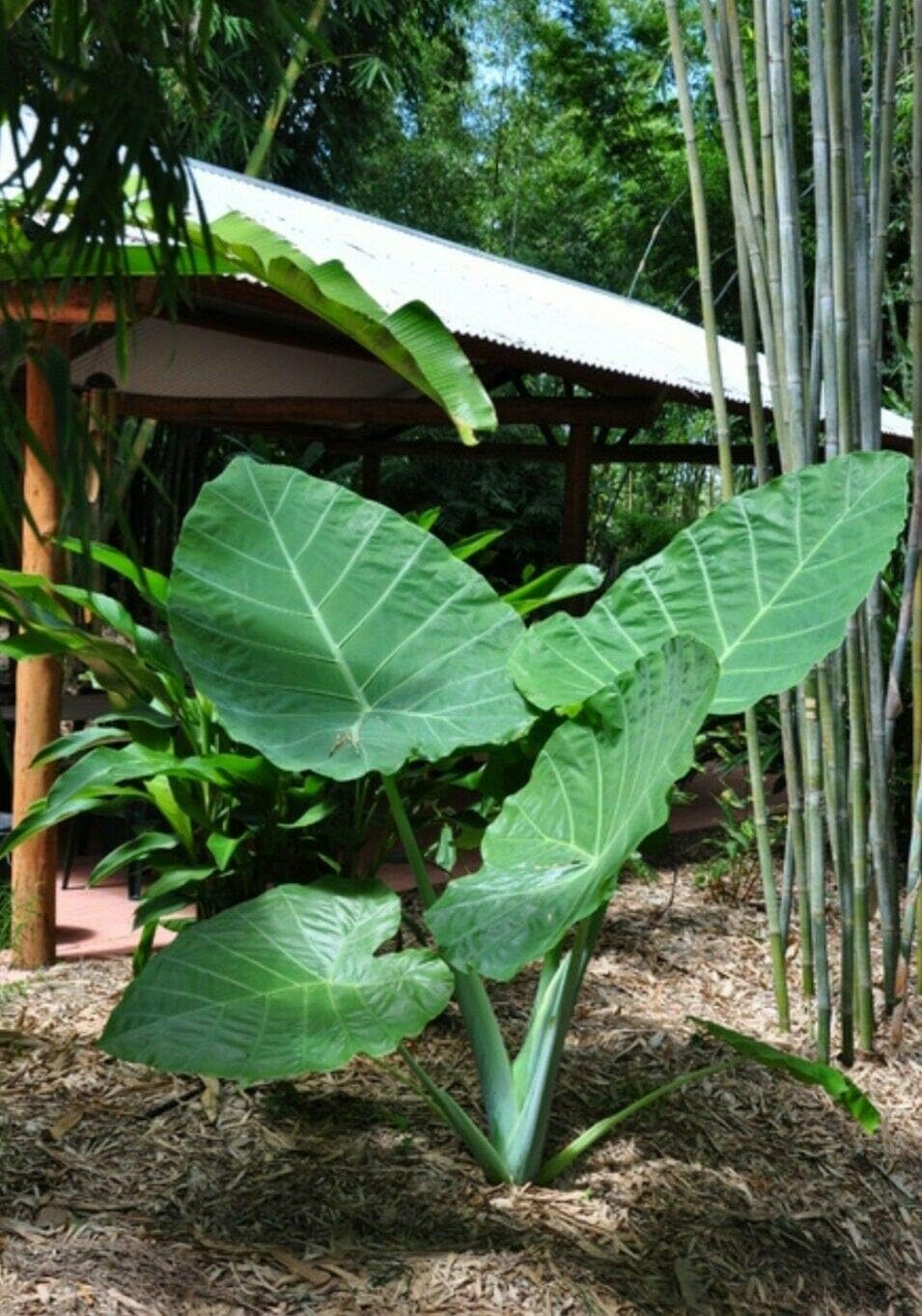 Colocasia gigantea Thailand Giant Thai Giant Elephant Ear Huge Leaf Live Bulbs P39454