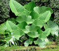 Colocasia gigantea Thailand Giant Thai Giant Elephant Ear Huge Leaf Live Bulbs P39454