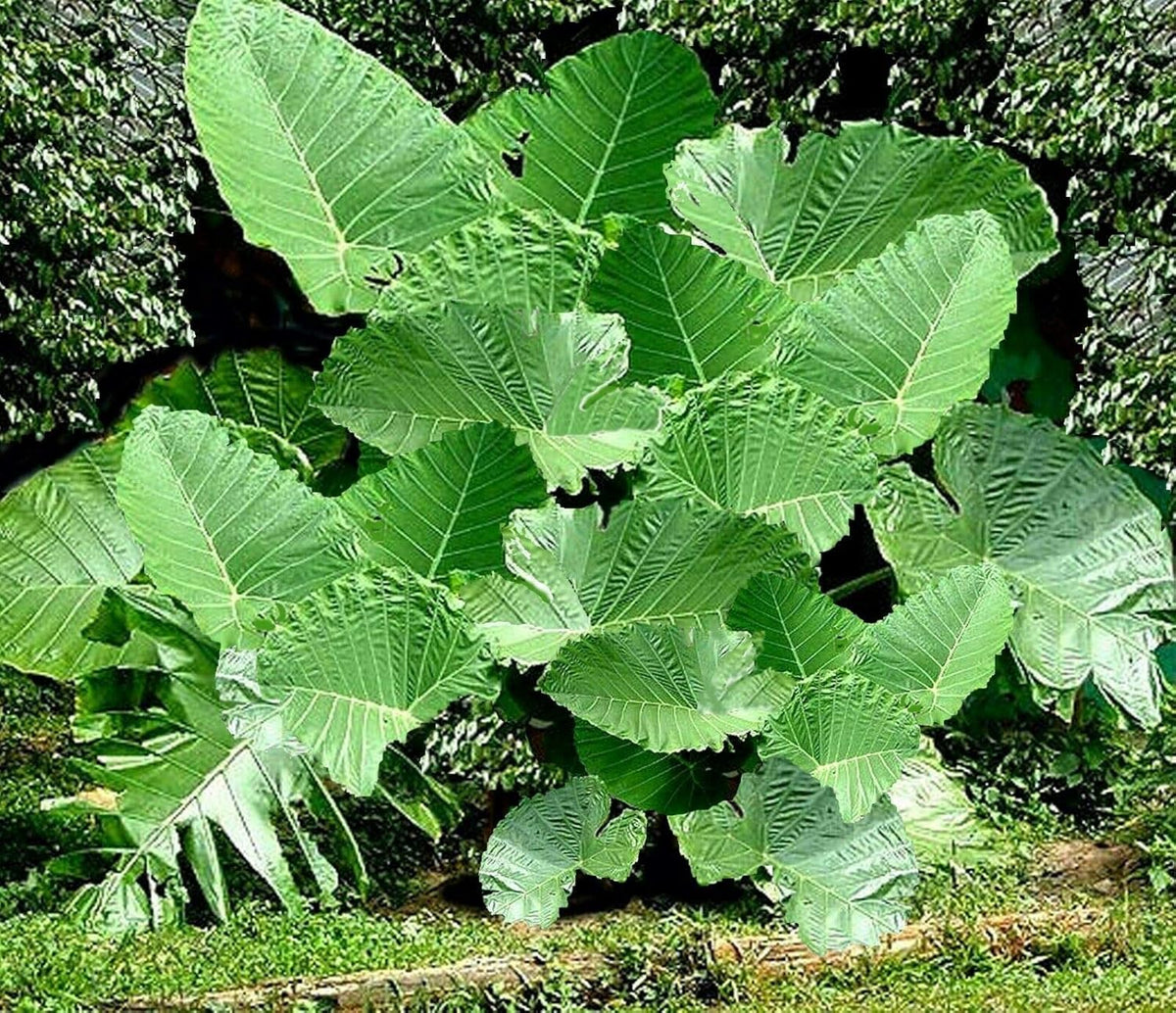 Colocasia gigantea Thailand Giant Thai Giant Elephant Ear Huge Leaf Live Bulbs P39454