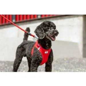 Comfort Leash N626