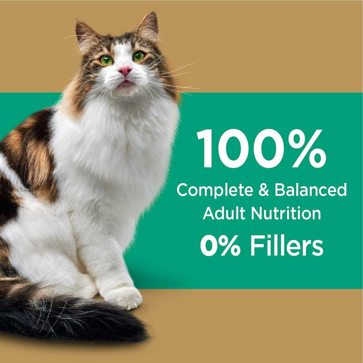 Salmon Adult Dry Cat Food I894