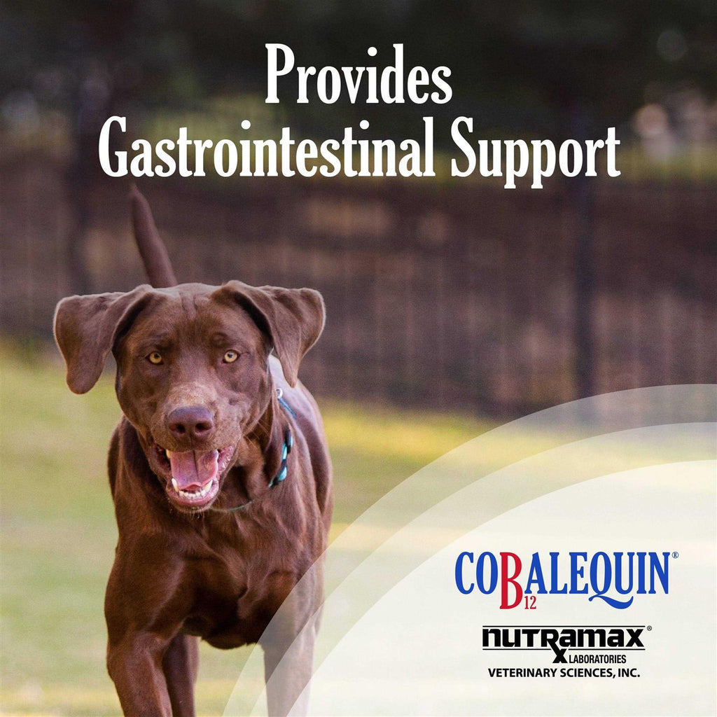 B12 Supplement Dogs H9962